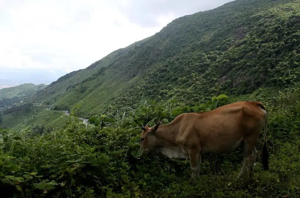 Cow standing on mountain road in northern Vietnam