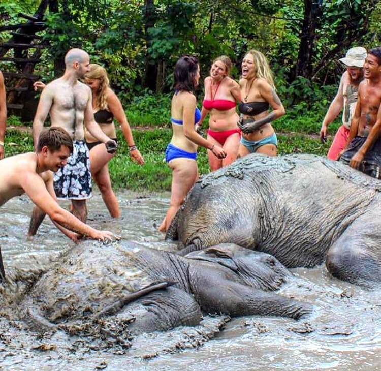 Tourists bathing elephants in a muddy river at an elephant sanctuary in Chiang Mai
