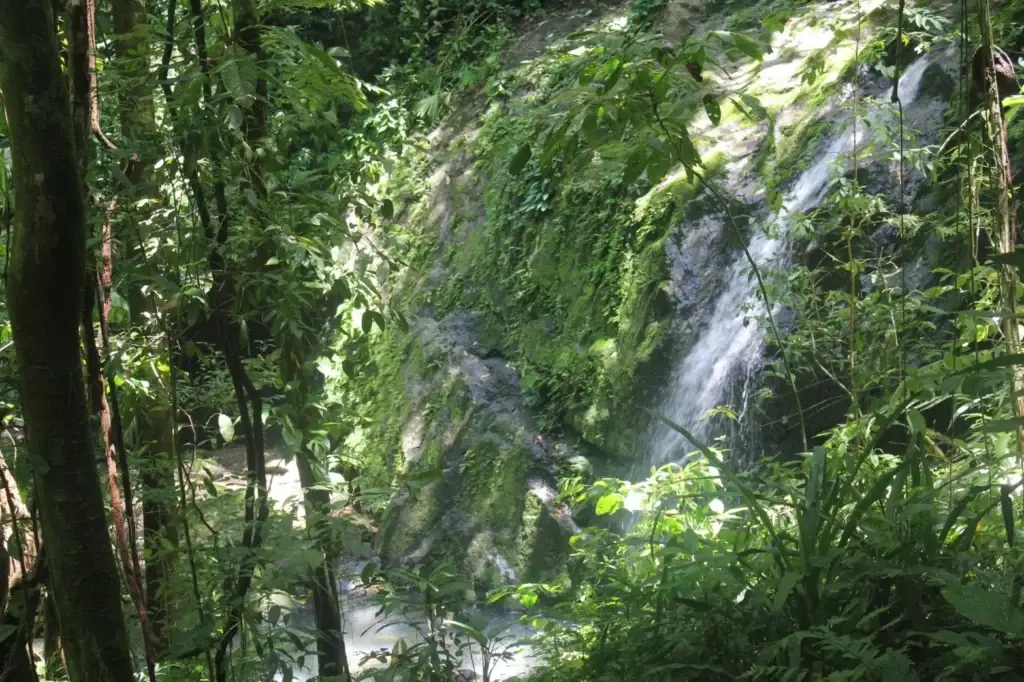 lush jungle waterfall in Peru