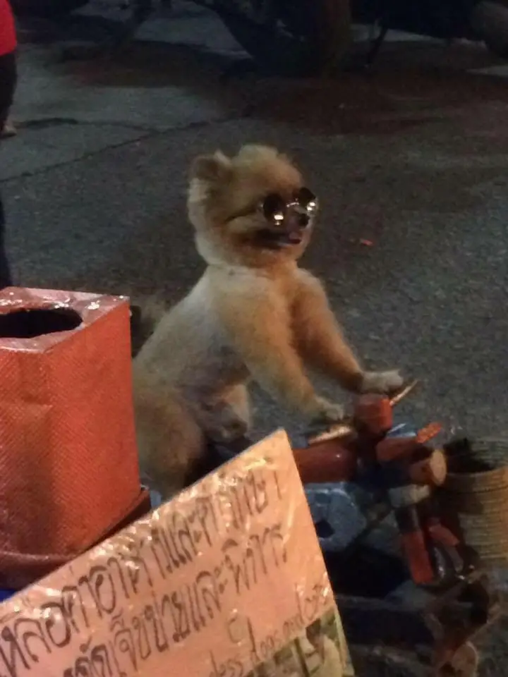 Spotlight on Teacher Jade