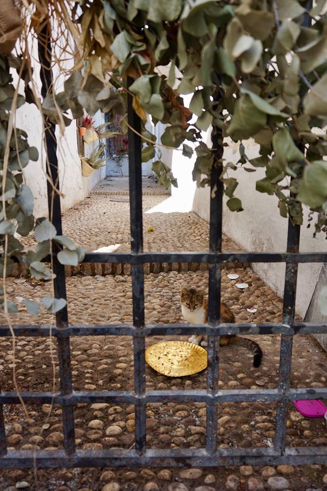 Traditional Cordoba courtyard viewed through iron gate with cobbled floor